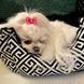Krevet Montreal Exclusive, Antracit, S
