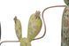 Stenska dekoracija Cactus -B-, Večbarvna