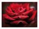Stenska dekoracija Rosa in rosso, Rdeča, 70 cm x 100 cm